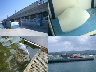 氷は流氷です